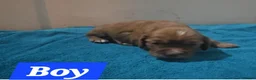 Cocker Spaniel dogs for sale: 9 cocker spaniels  - Advert 10