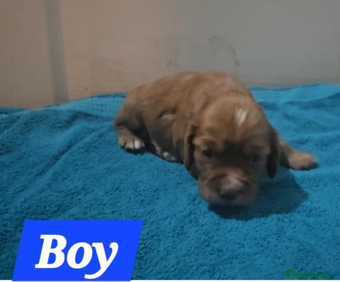 Cocker Spaniel dogs for sale: 9 cocker spaniels  - Advert 10