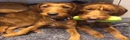 Labradoodle dogs for sale: keiras red fox miniature labradoodles  - Advert 30