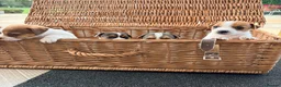 Jack Russell dogs for sale: Beautiful Jack Russell pups, petite, smooth coat.  - Advert 9