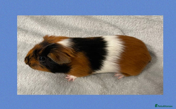 Guinea Pig rodents - Advert 12