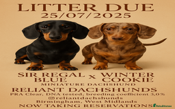 Miniature Dachshund dogs for sale: Miniature Dachshund puppies KC Reg Health tested - Image 6