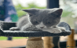 British Shorthair cats for sale: Male Lilac and white bicolour BSH  GCCF reg - Image 6