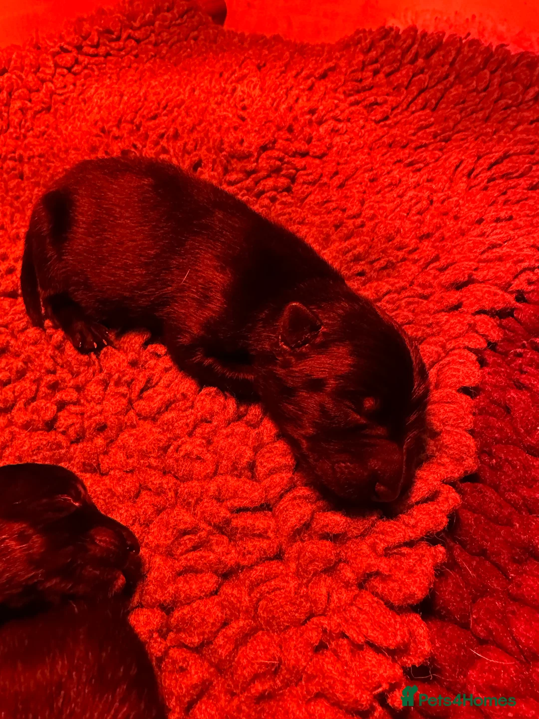 German Shepherd dogs for sale: Short haired German shepherd pups - Advert 5