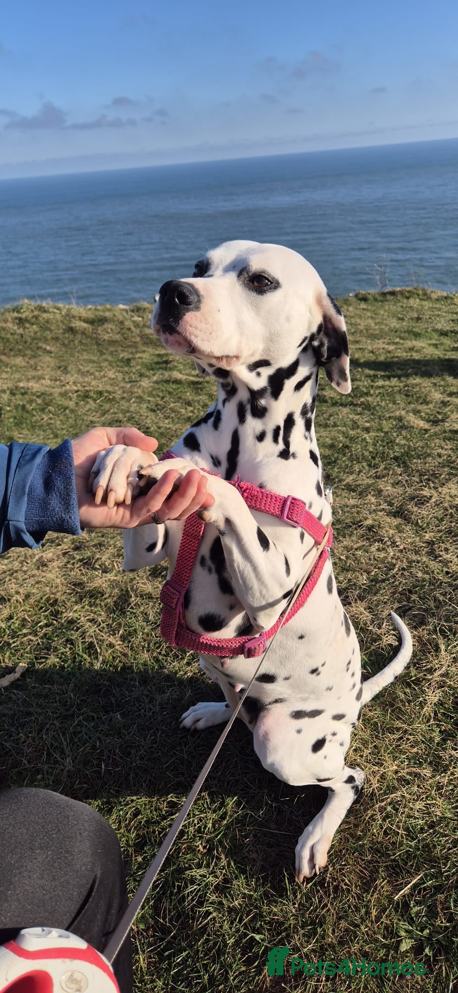 Dalmatian dogs Damatian girl  - Advert 1