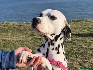 Dalmatian dogs Damatian girl - Advert 1