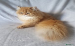 British Longhair cats for sale: Golden British Longhair older Kitten for sale  - Image 2