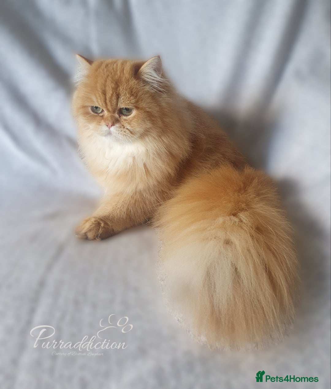 British Longhair cats for sale: Golden British Longhair older Kitten for sale  - Image 2