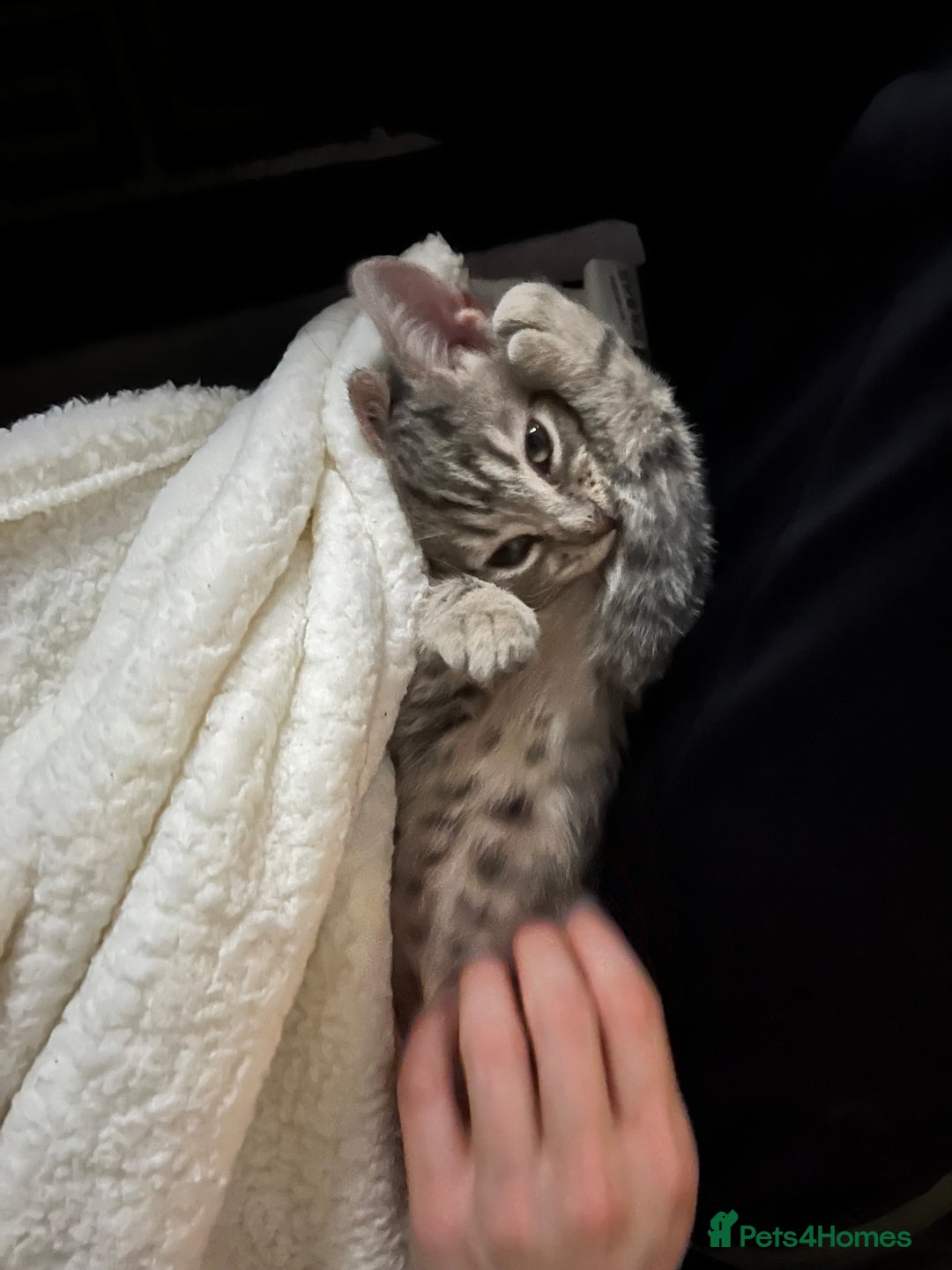 American Shorthair cats for sale: 16 weeks old kitten - Advert 8