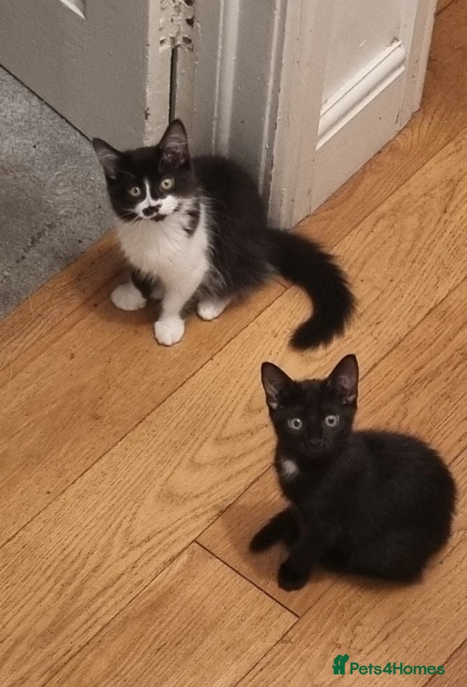 Mixed Breed cats 2 Gorgeous Girl Kittens for Sale - Advert 1