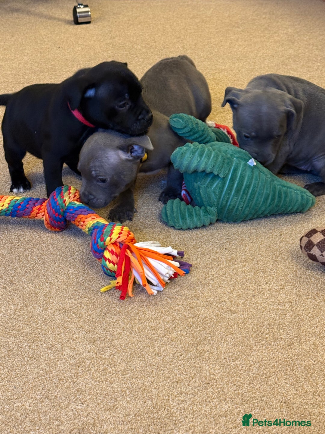 Staffordshire Bull Terrier dogs for sale: Health Tested Clear Staffordshire Bull Terrier's - Advert 18