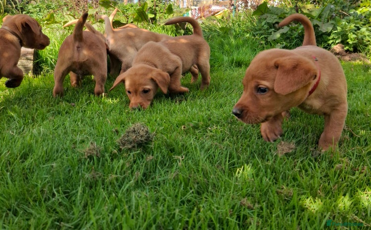 Labrador Retriever dogs - Advert 2