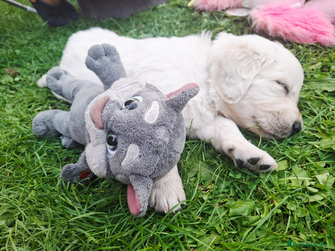 Golden Retriever dogs for sale: Cream Golden Retriever Puppies –Family Raised  - Image 9