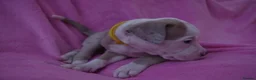 American Bulldog dogs for sale: Outstanding Merle American Bulldogs - Advert 10