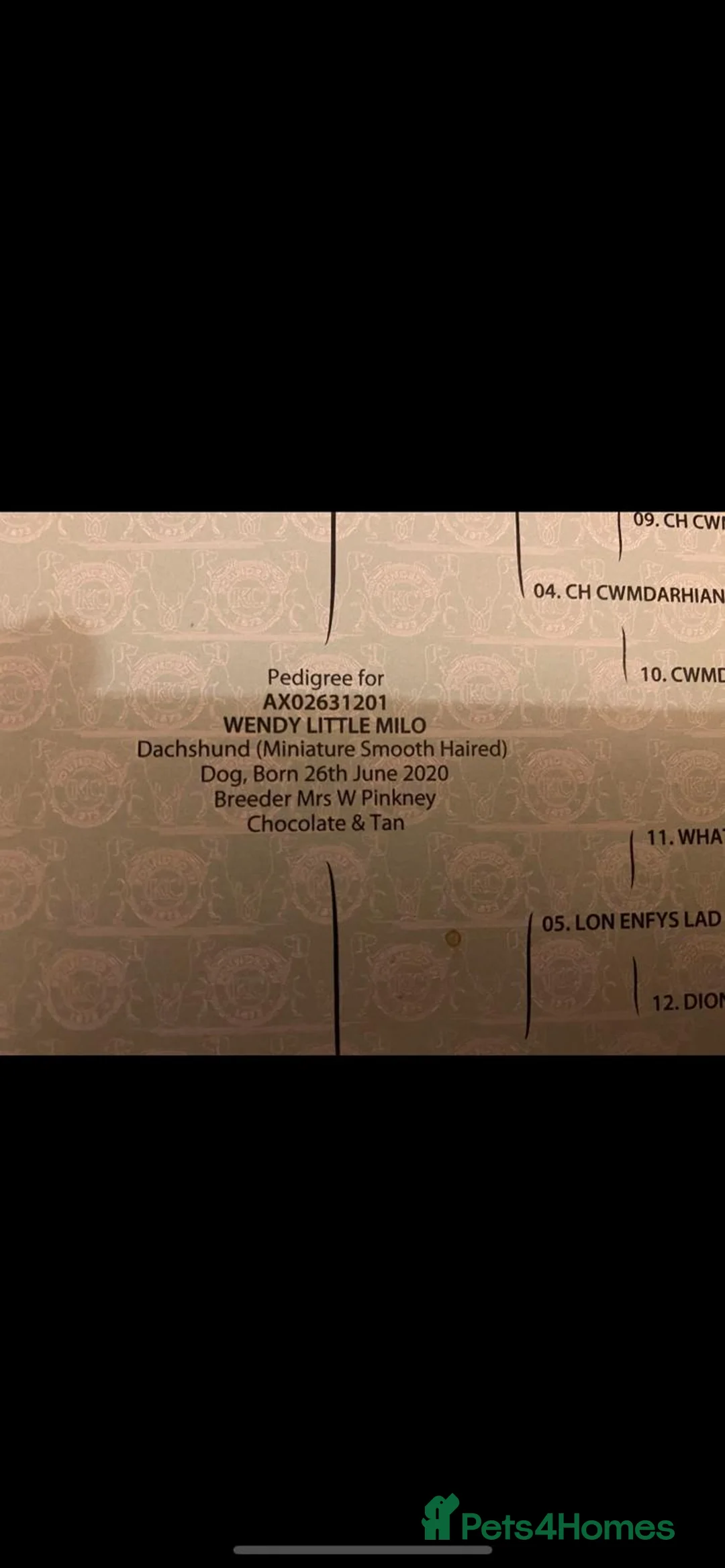 Miniature Dachshund dogs for sale: Miniature Dachshund, female, Chocolate and Tan  in Gloucester - Advert 2