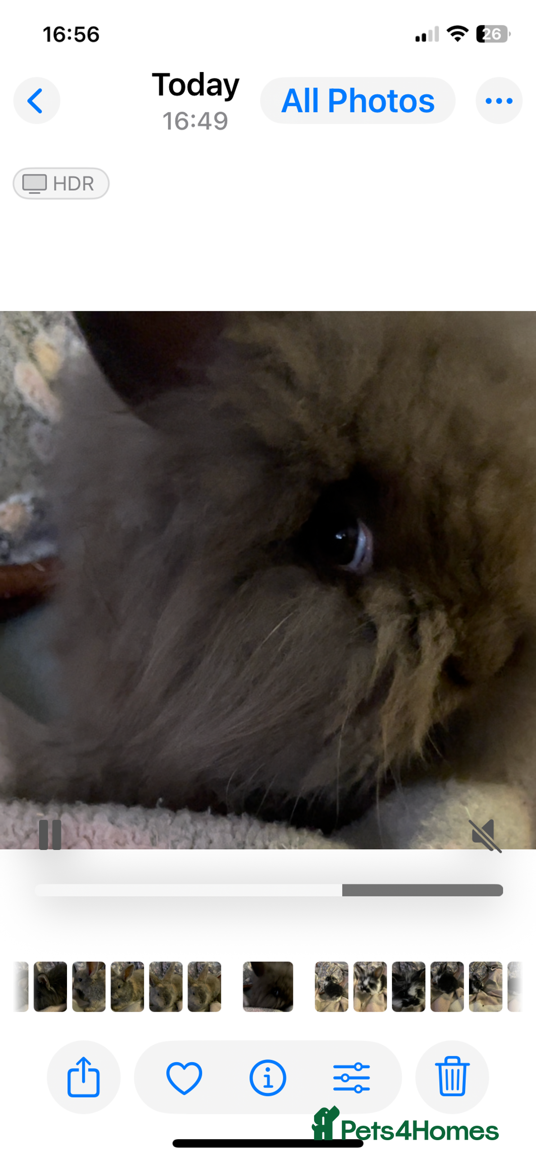 Lionhead rabbits for sale: bunnies - Advert 6