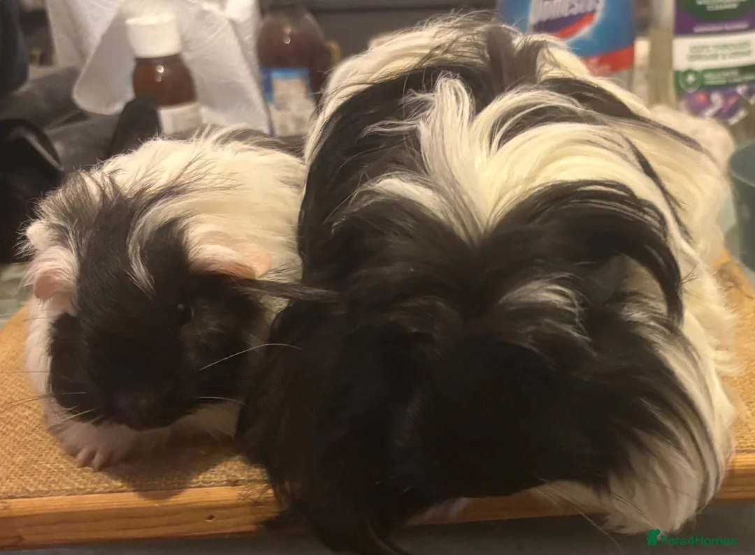 Guinea Pig rodents for sale: 2 pairs of longhaired boys for loving homes - Advert 2