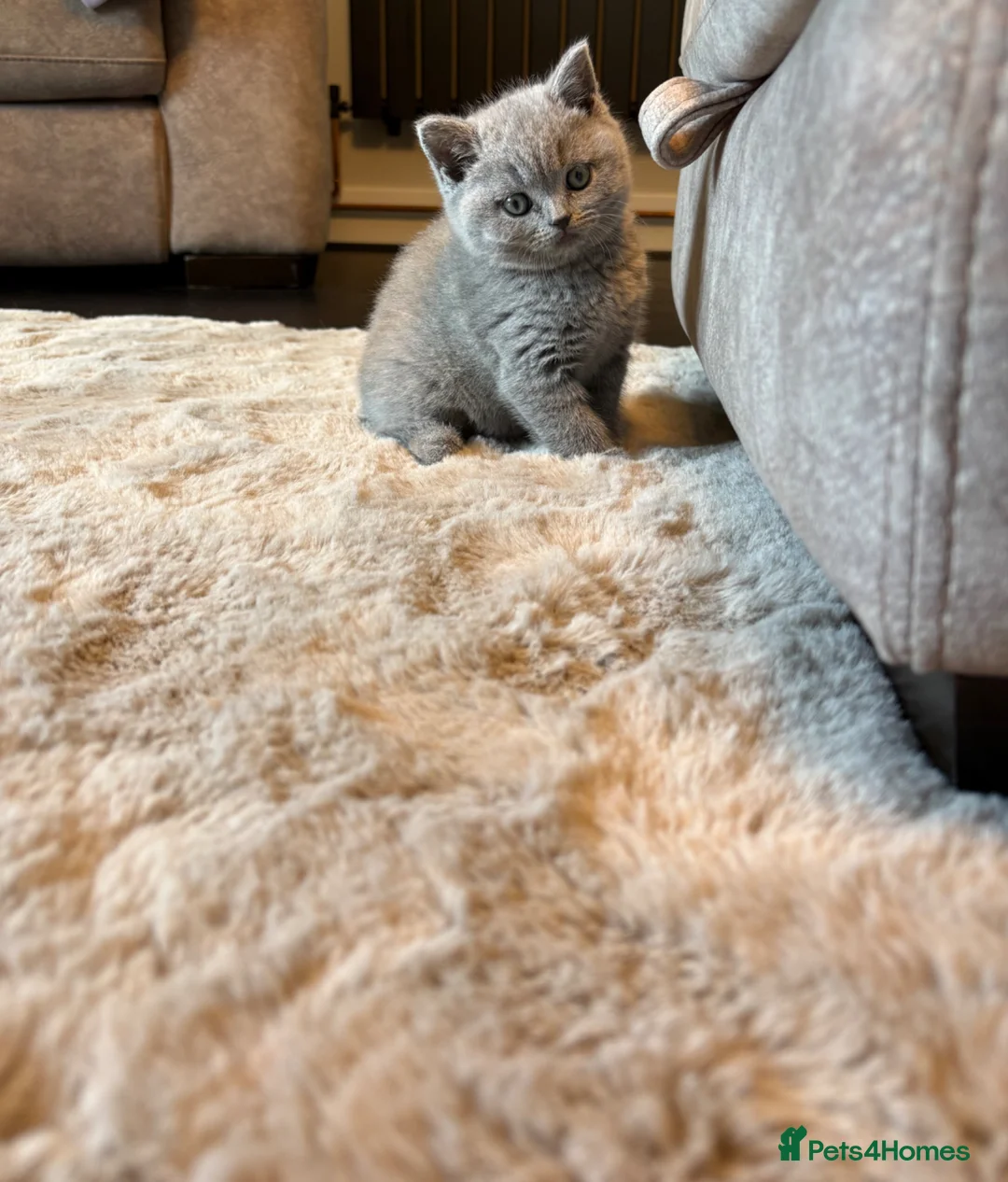 British Shorthair cats for sale: British Short Hair Kitten - Advert 1