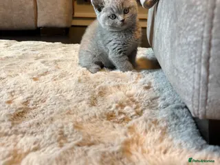 British Shorthair cats British Short Hair Kitten - Advert 1