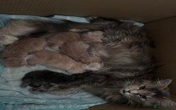 Maine Coon cats for sale: Beautiful full Maine Coon kittens ready now 😻 - Image 21