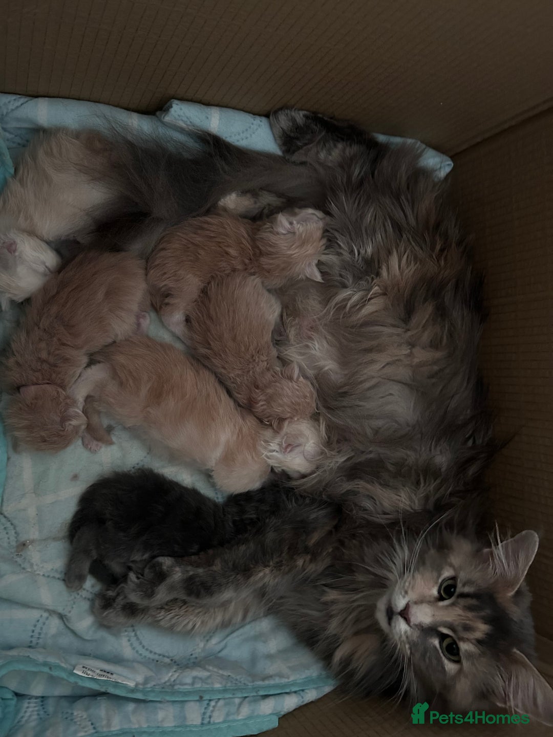 Maine Coon cats for sale: Beautiful full Maine Coon kittens ready now 😻 - Image 21