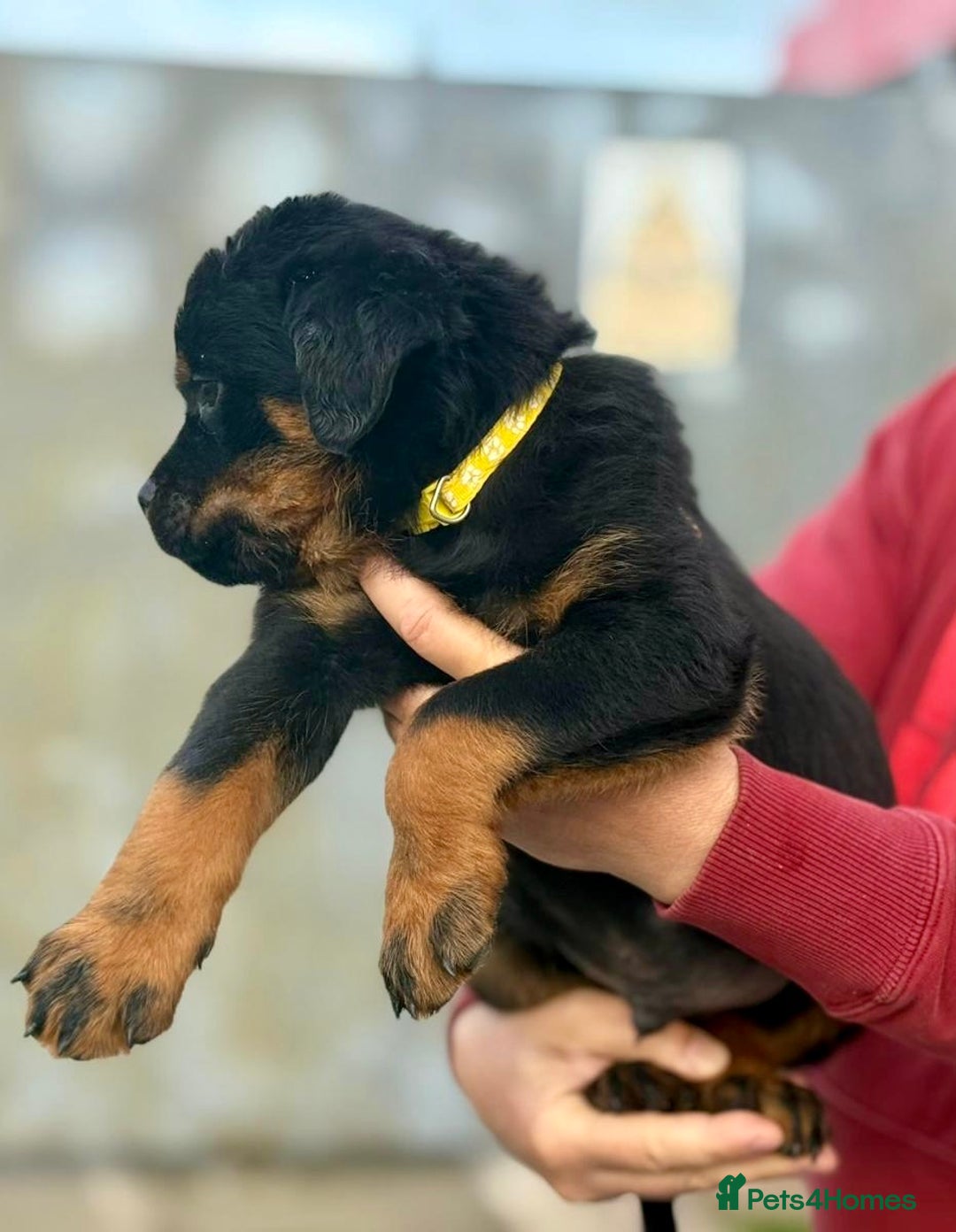 Rottweiler dogs for sale: 5 Generation pedigree  in Lanark - Image 11