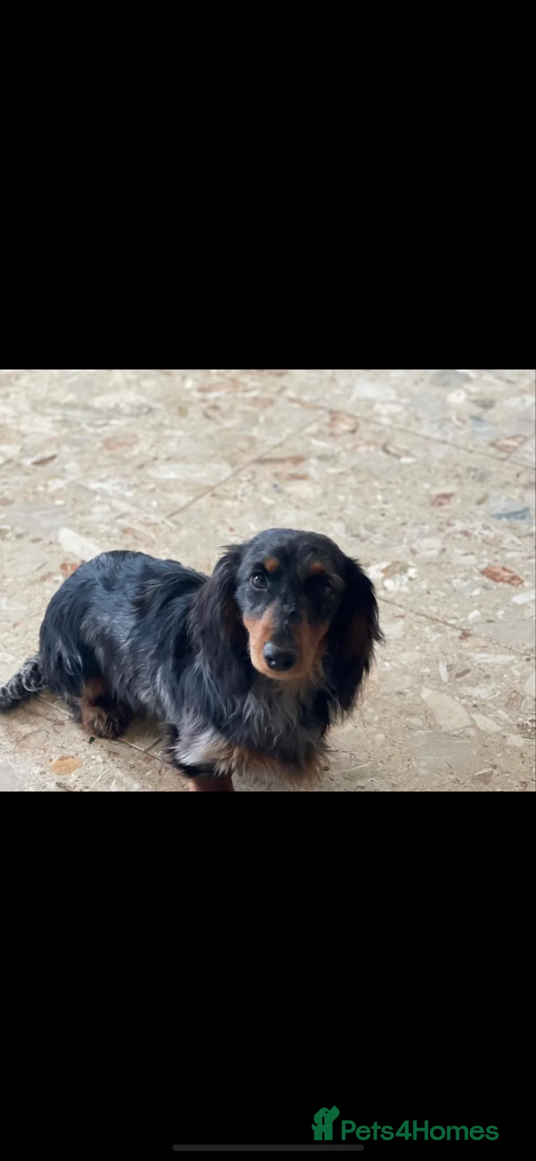 Miniature Dachshund dogs for stud: Stunning long  silver dapple stud boy  in Doncaster - Advert 2