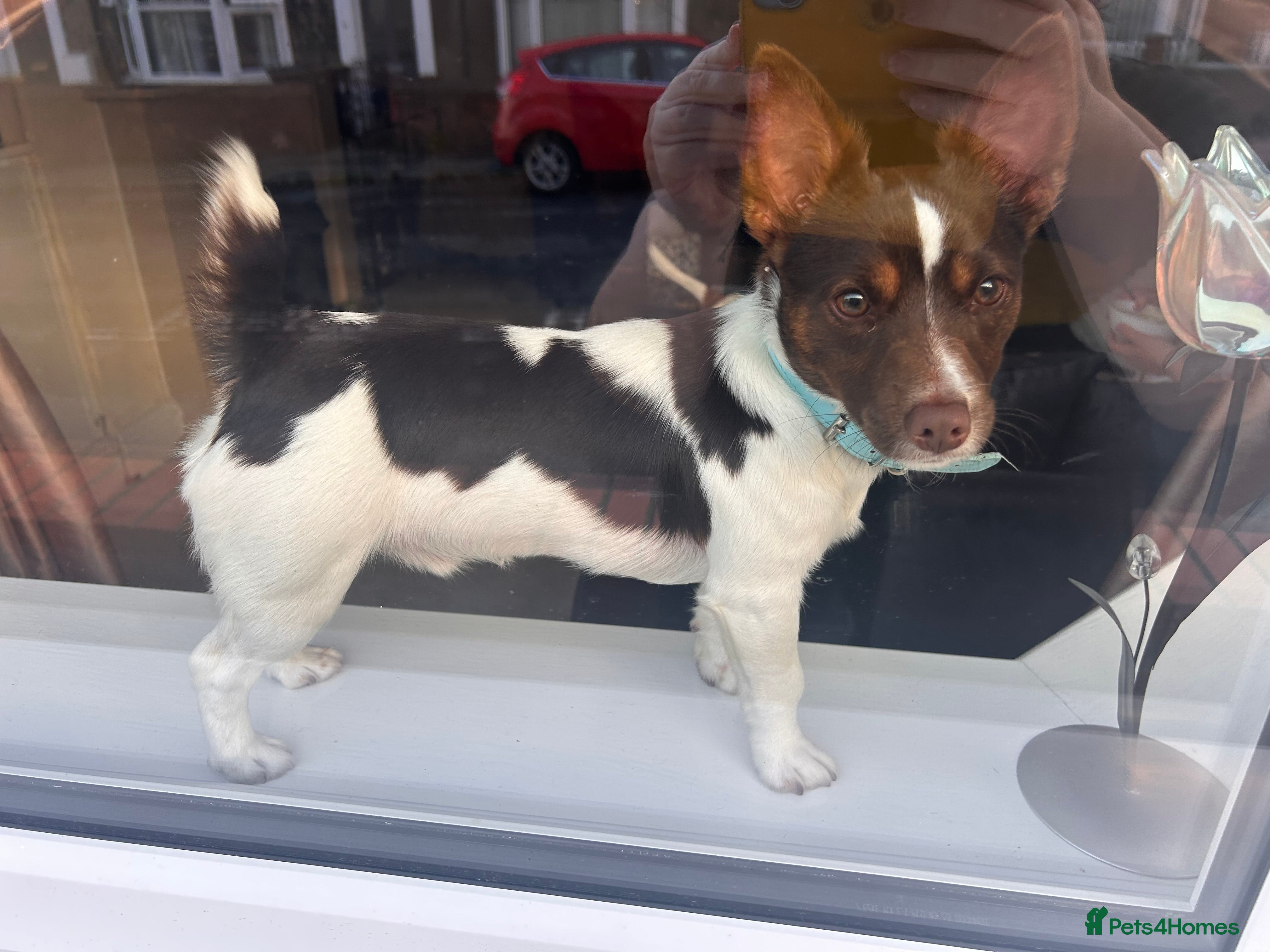 Jack Russell dogs Chocolate and white miniature Jack Russell stud  - Advert 5