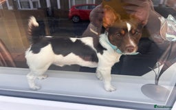 Jack Russell dogs for stud: Chocolate and white miniature Jack Russell stud  - Advert 1