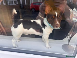 Jack Russell dogs Chocolate and white miniature Jack Russell stud - Advert 5