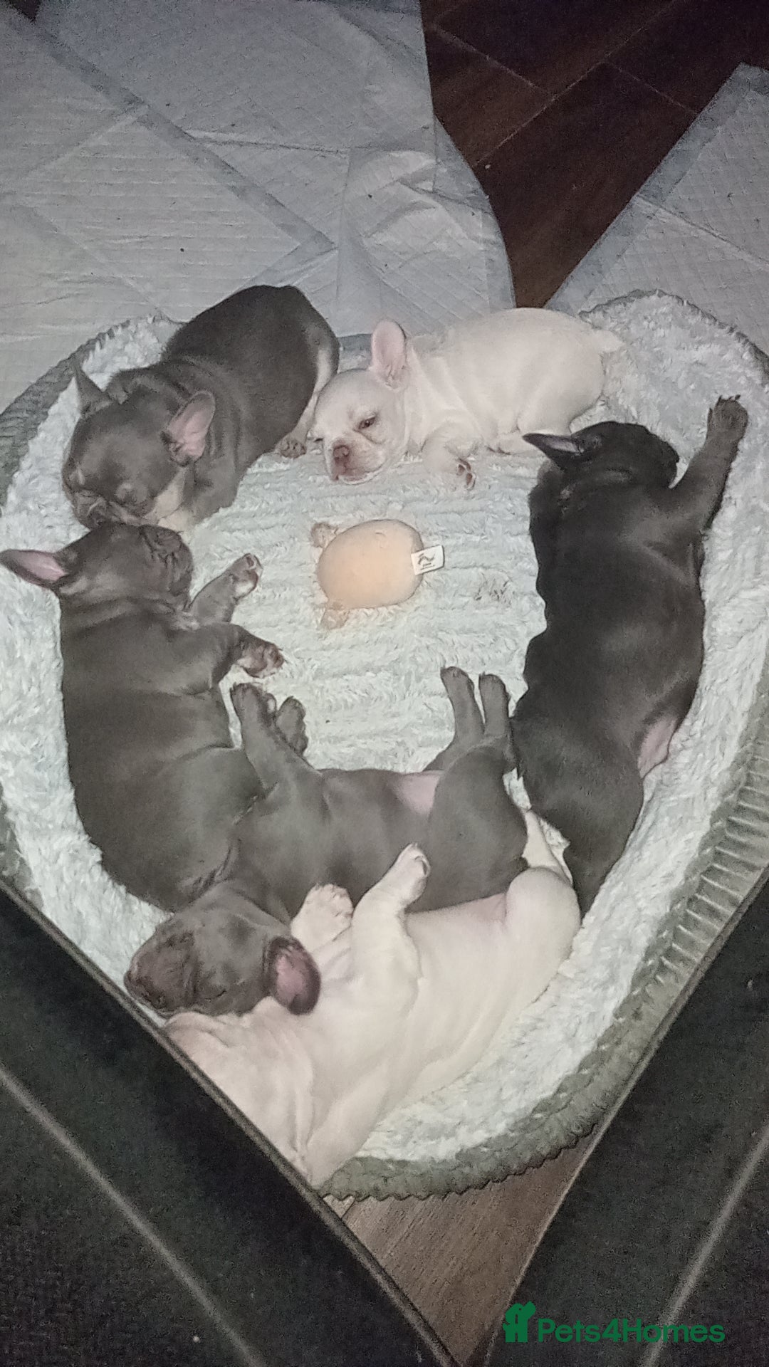 French Bulldog dogs for sale: Beautiful blue an green eyed frenchie puppies  - Image 6