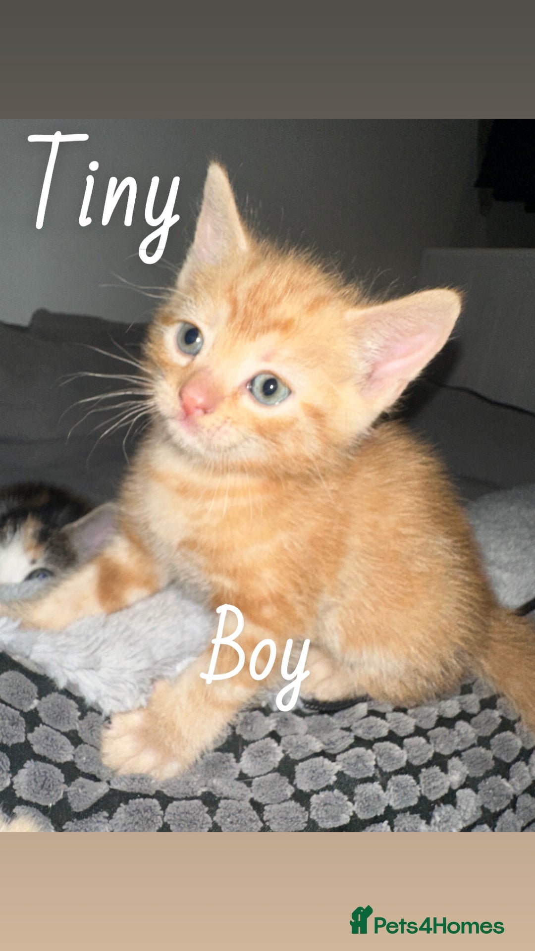 Mixed Breed cats for sale: Kittens For Sale 🐱❤️ - Advert 9