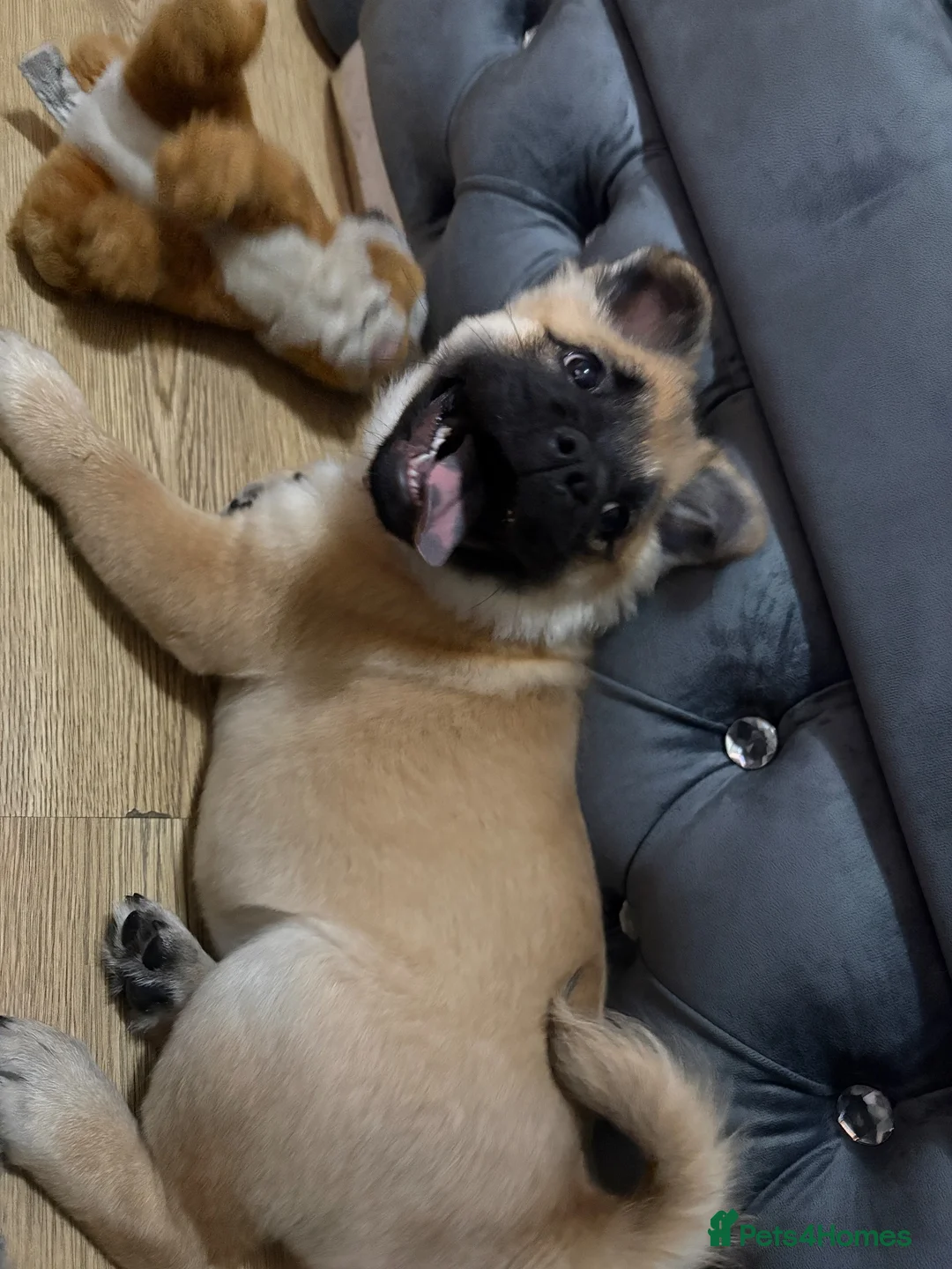 Mixed Breed dogs for sale: Rosie looking for a new home in Birmingham - Advert 3