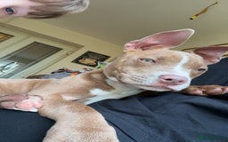 American Bully dogs for sale: 6 month old pocket bully female - Image 1