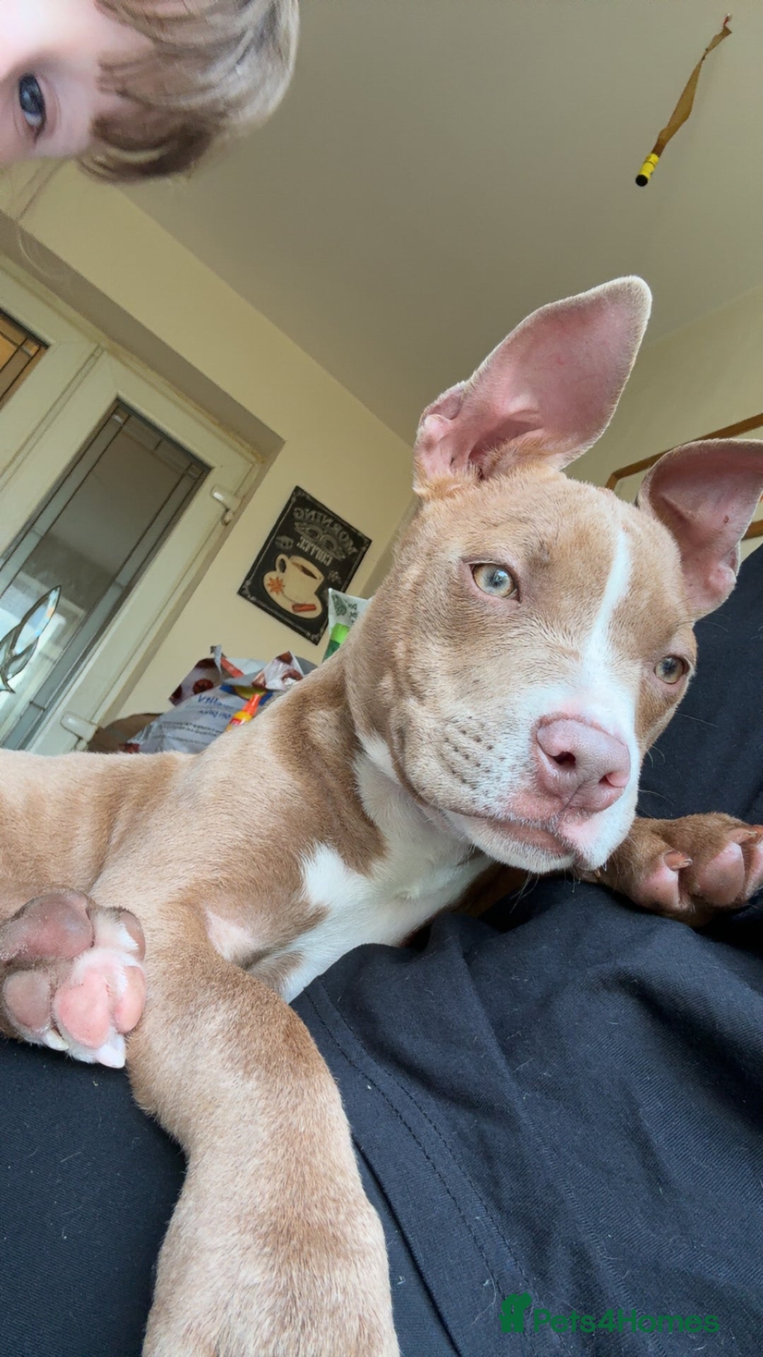 American Bully dogs for sale: 6 month old pocket bully female - Image 1