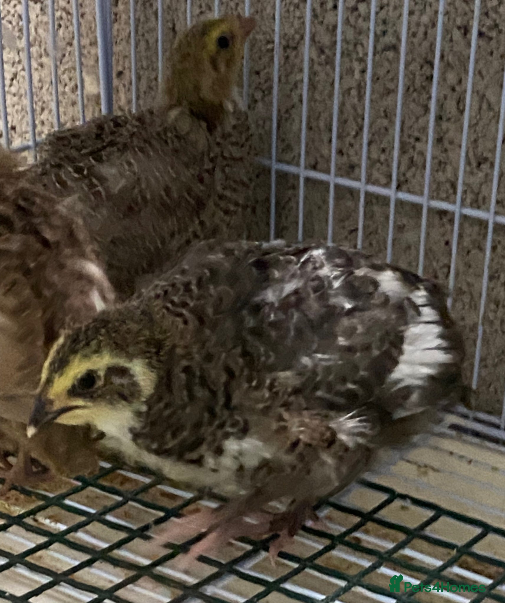 Quail poultry Japanese quails  - Advert 17
