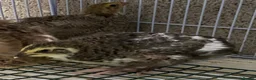 Quail poultry for sale: Japanese quails  - Advert 7