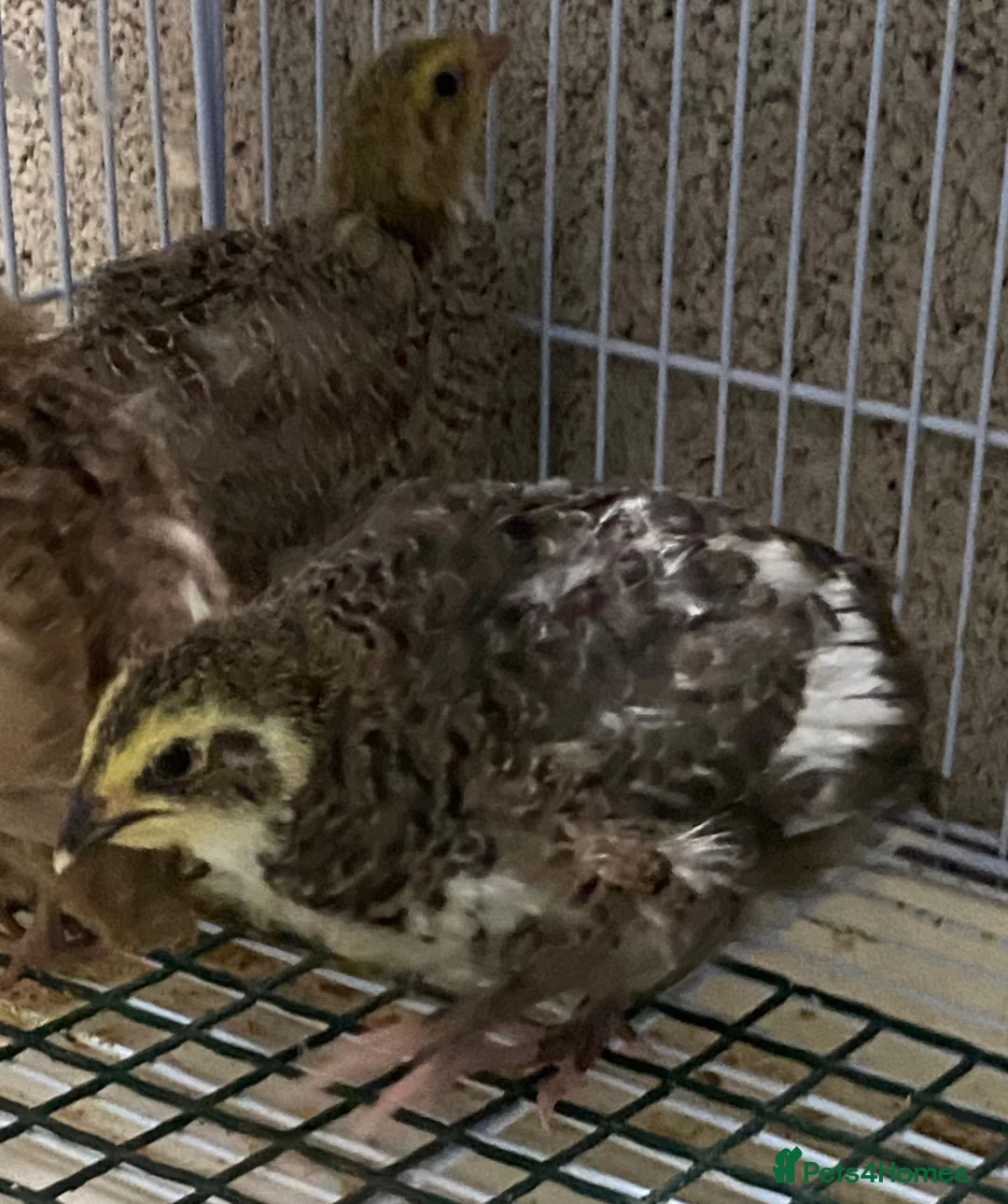Quail poultry for sale: Japanese quails  - Advert 7