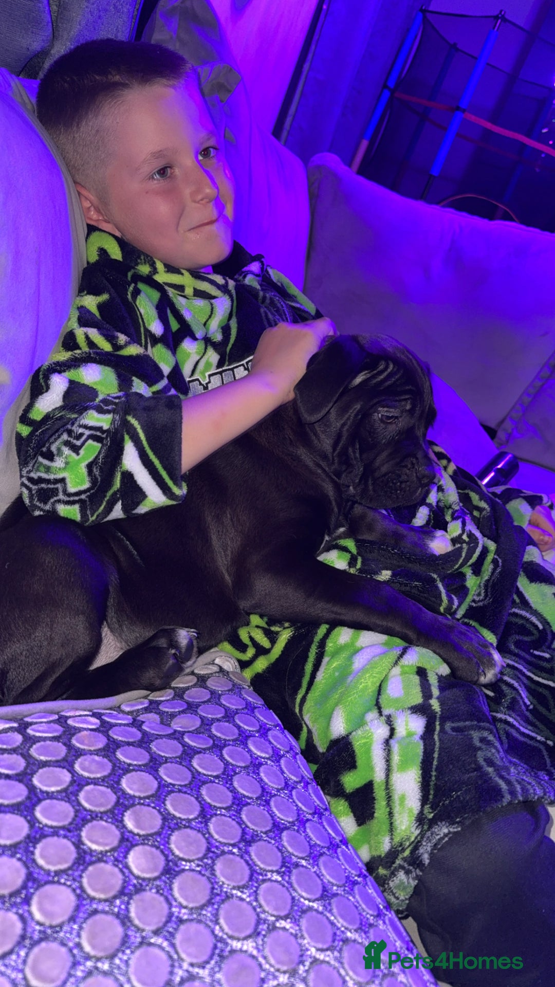 Cane Corso dogs for sale: Cane corso  - Image 6