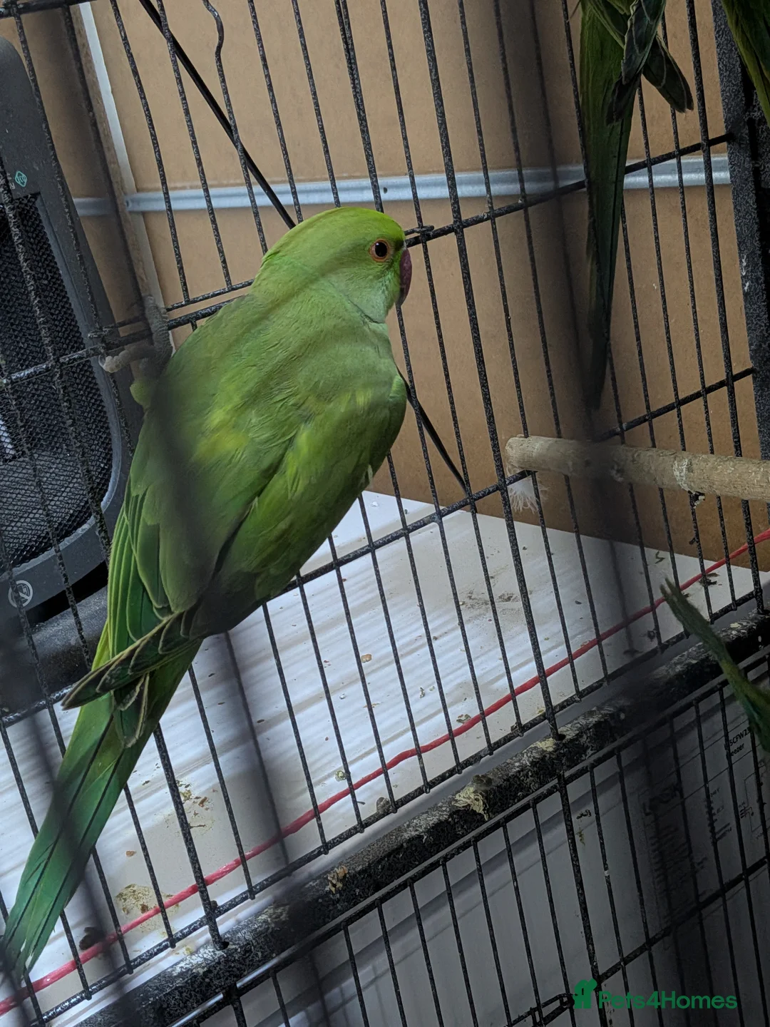 Ringnecks birds for sale: Ringneck Parrots Available!🦜🐦 - Advert 2