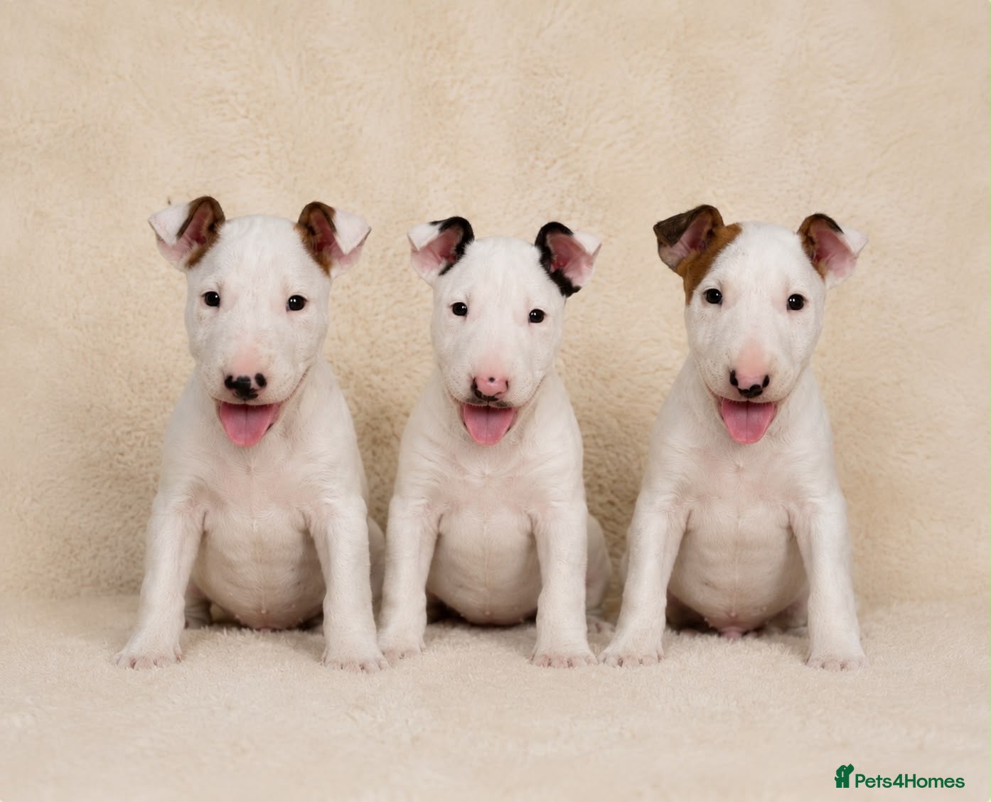 English Bull Terrier dogs Stunning English bull terrier puppies for sale  - Advert 1