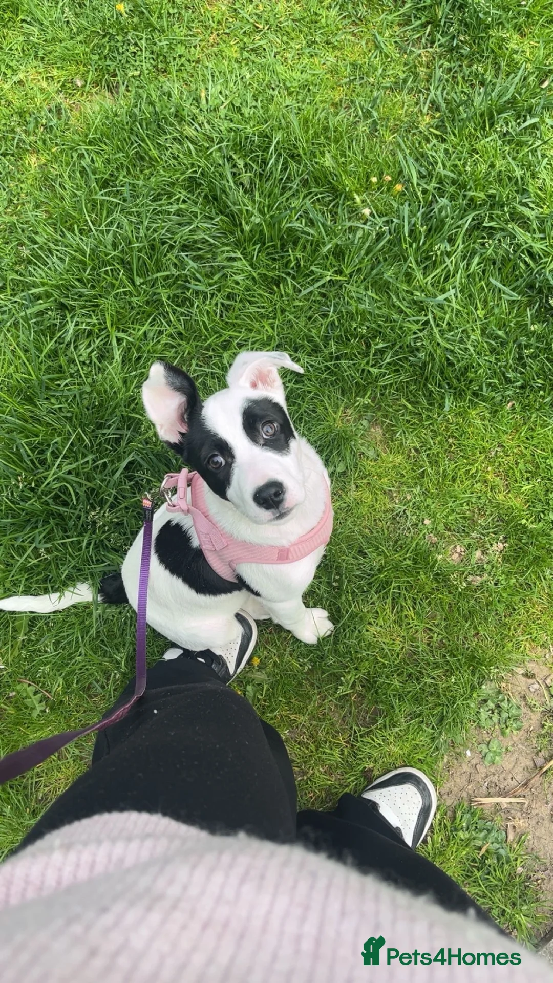 Mixed Breed dogs for sale: Peach looking for a new home  - Advert 2