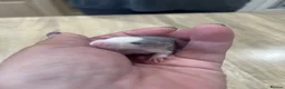 Rat rodents for sale: Baby Dumbo Rats - Advert 12