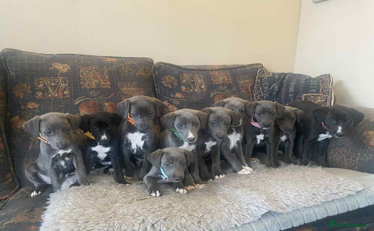 Mixed Breed dogs - Advert 4