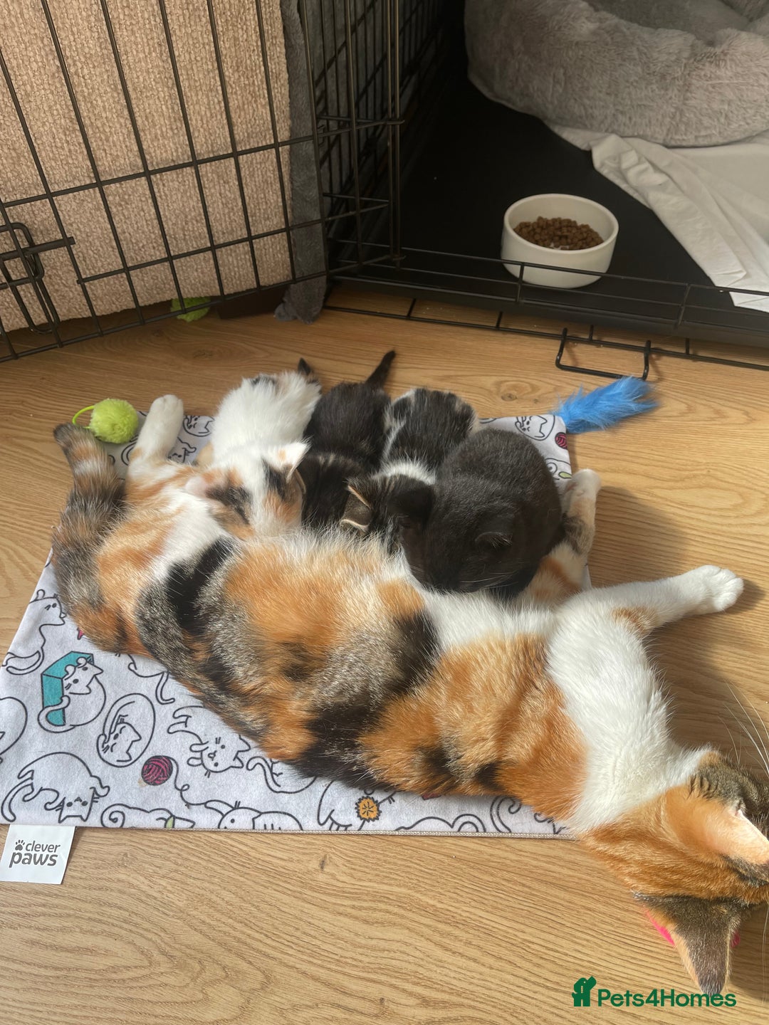 Mixed Breed cats for sale: 3 12-week old kittens available - Image 10