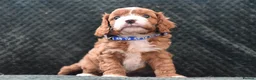 Cavapoo dogs for sale: Toy F1 Cavapoo Puppies Fully Dna Clear. - Advert 21
