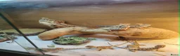 Bearded Dragon reptiles for sale: baby bearded dragon in Leicester - Advert 4