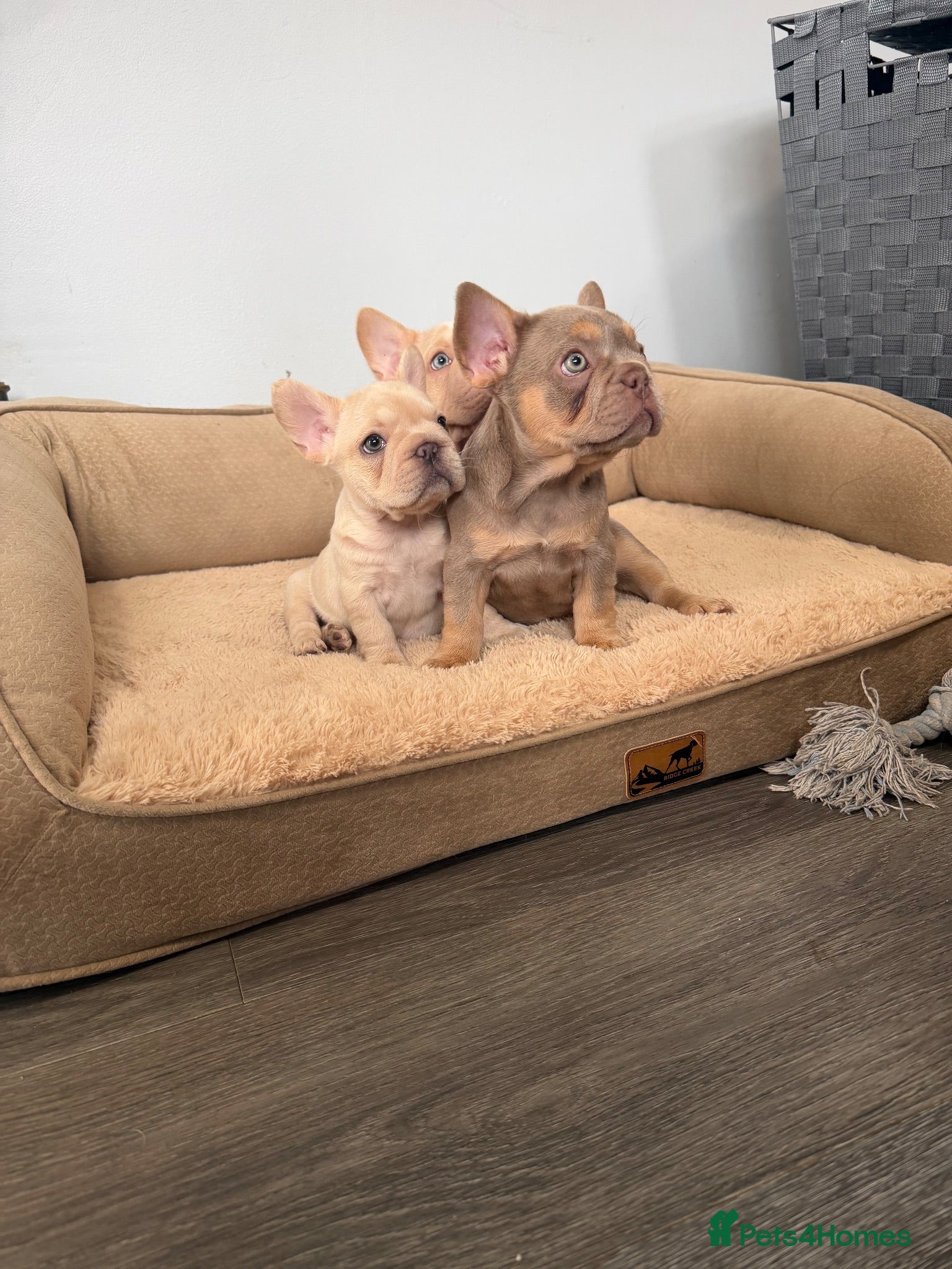 French Bulldog dogs Exotic French bulldog puppies/Health Tested Parent - Advert 1