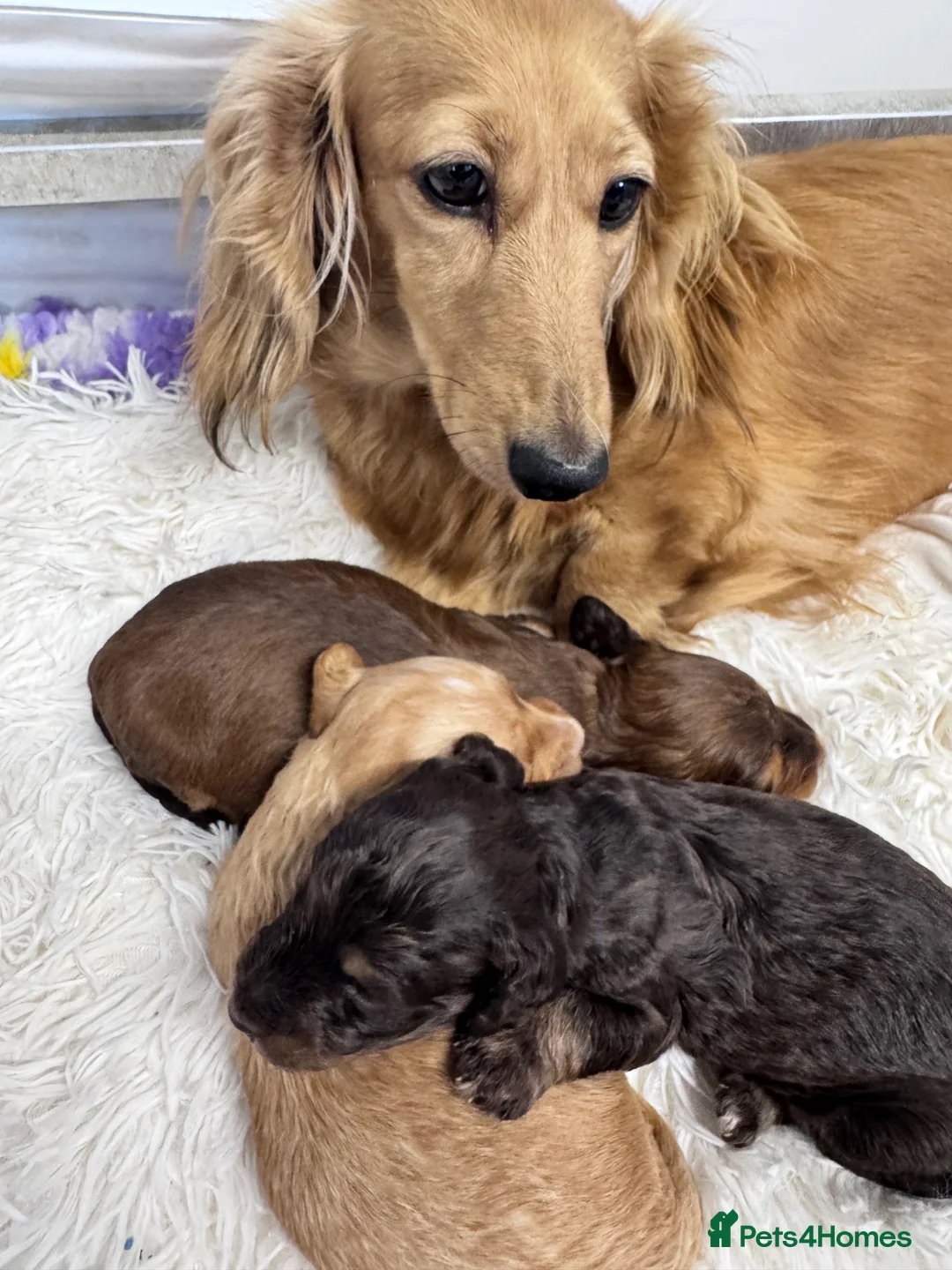 Doxiepoo dogs for sale: Daxipoo’s miniature Dachshund x toy poodle - Advert 1