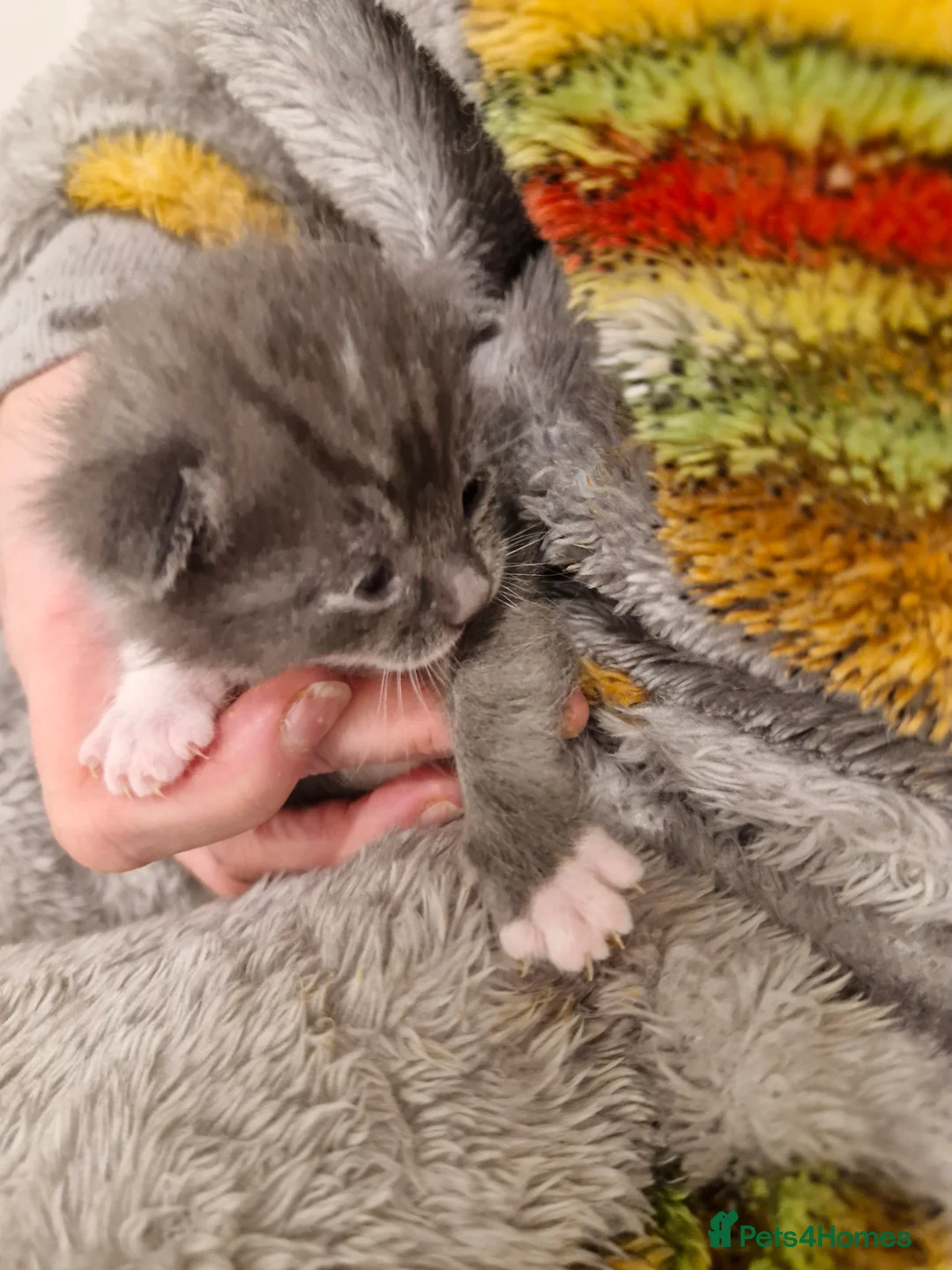 Mixed Breed cats for sale: Bengal BSH Cross Kittens - Advert 11